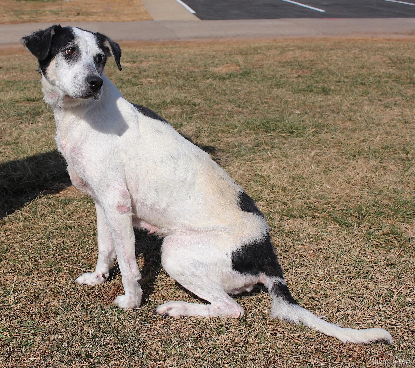 Enlarge Arceus, a ADOPTABLE mixed breed in Bedford, VA image 2/3