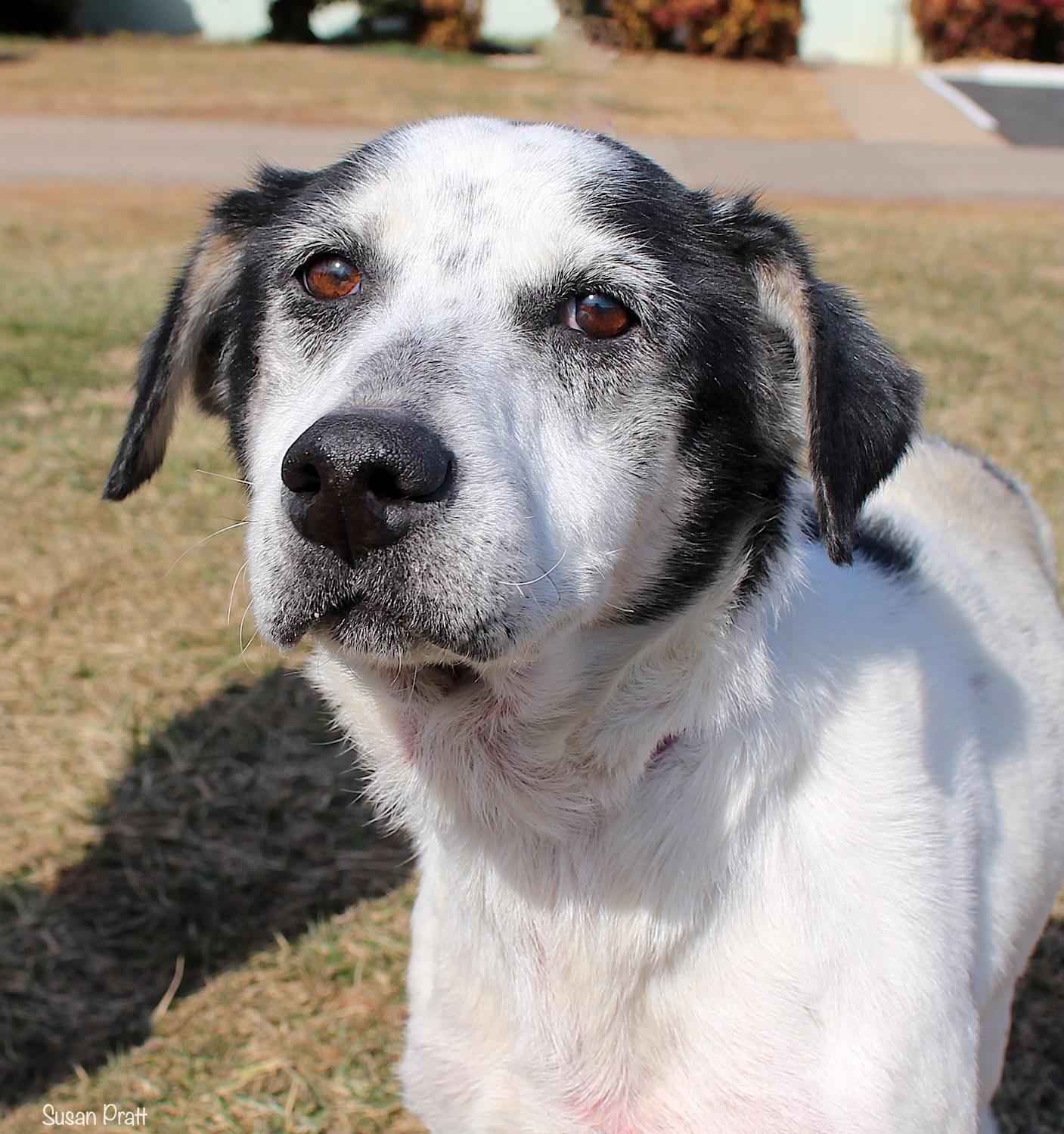 Enlarge Arceus, a ADOPTABLE mixed breed in Bedford, VA image 1/3