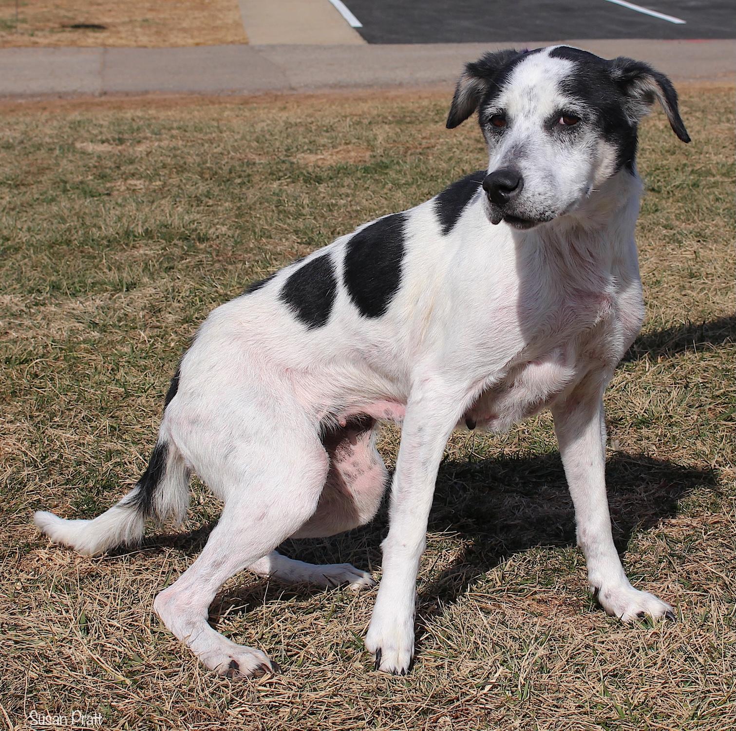 Enlarge Arceus, a ADOPTABLE mixed breed in Bedford, VA image 3/3
