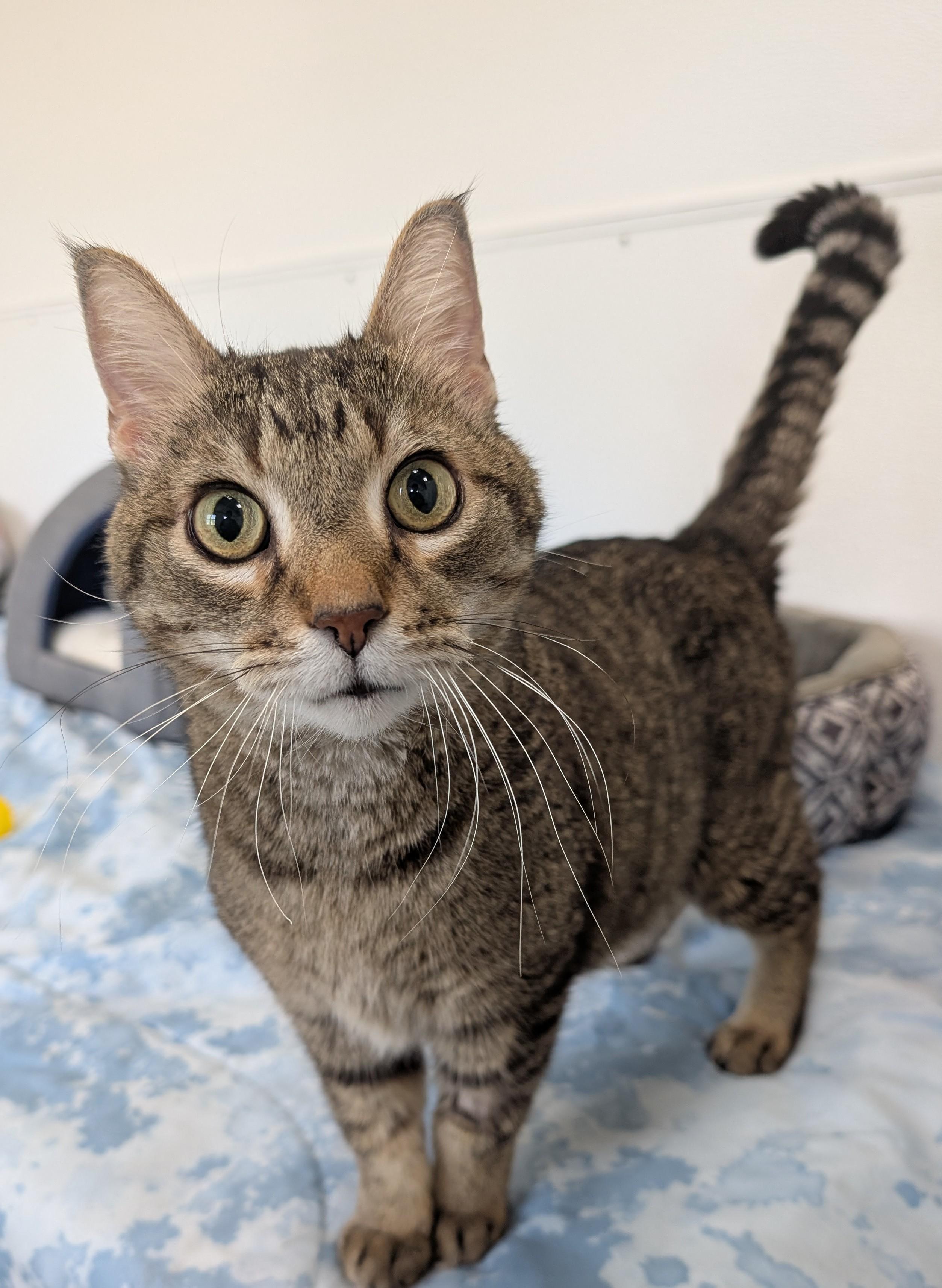 Terrell, adopted, Senior Male Domestic Short Hair.