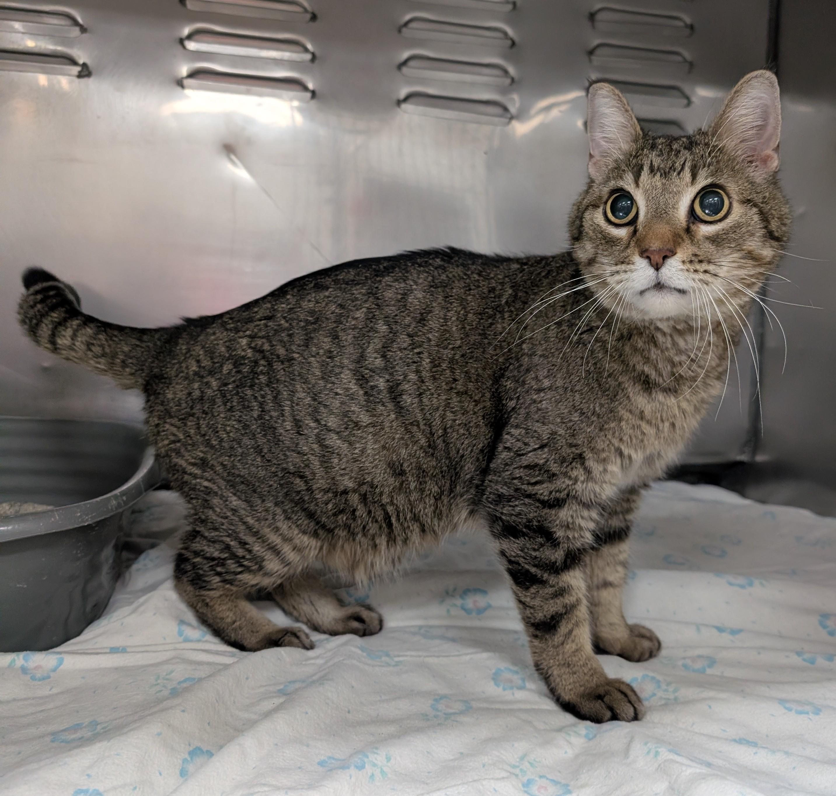 Terrell, an adopted Domestic Short Hair in New Ulm, MN image 2/4