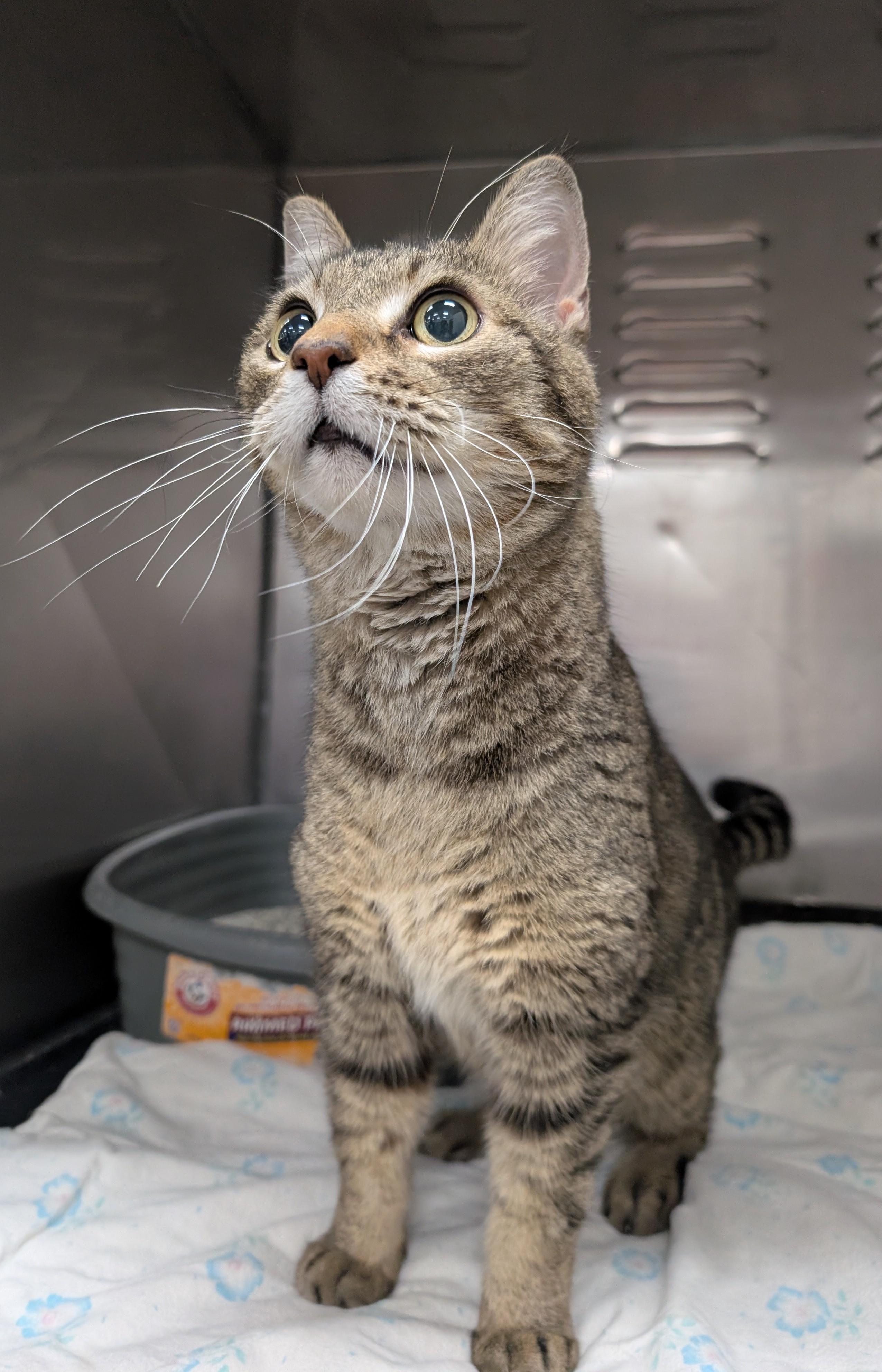 Terrell, an adopted Domestic Short Hair in New Ulm, MN image 3/4