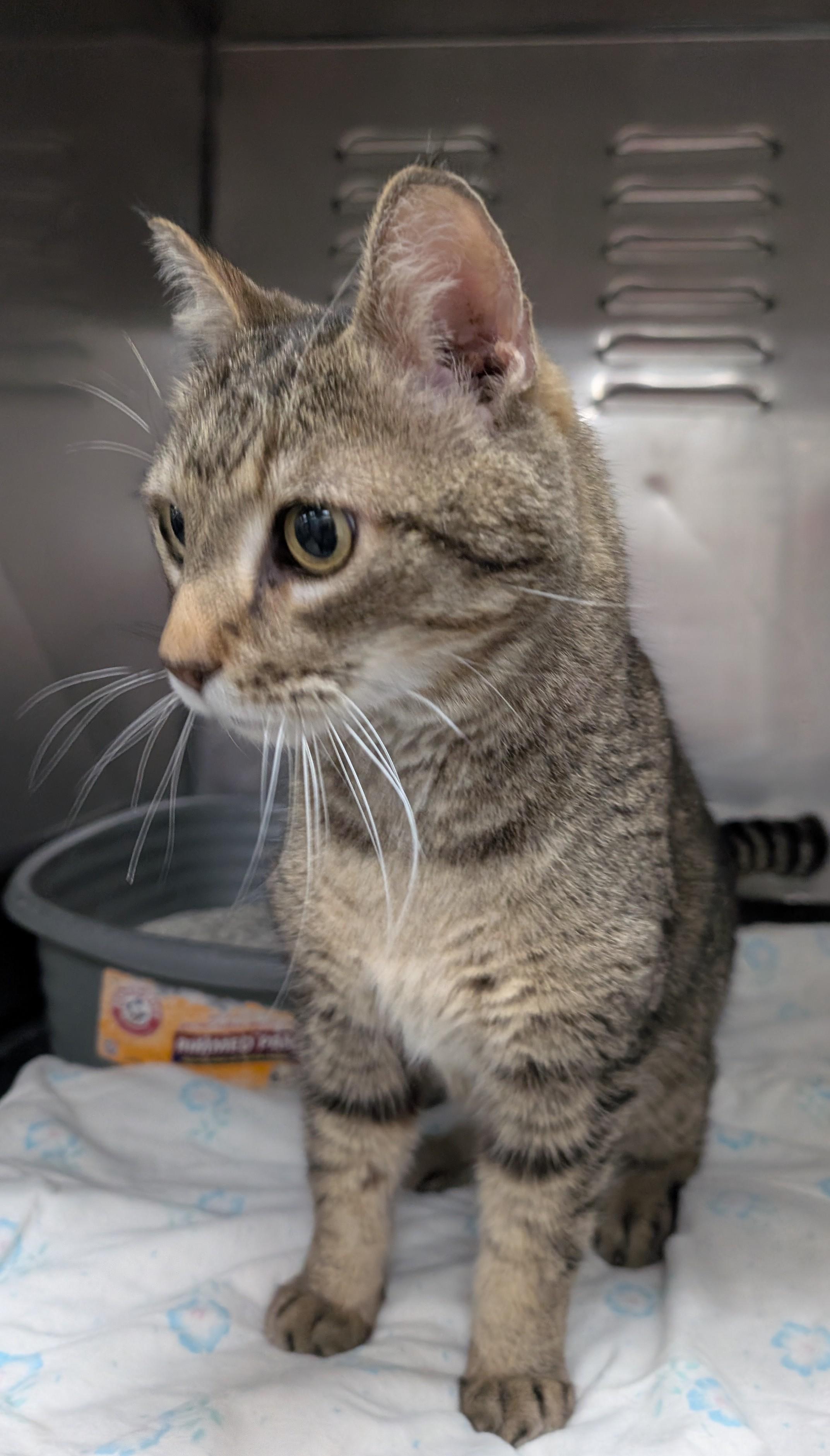 Terrell, an adopted Domestic Short Hair in New Ulm, MN image 4/4