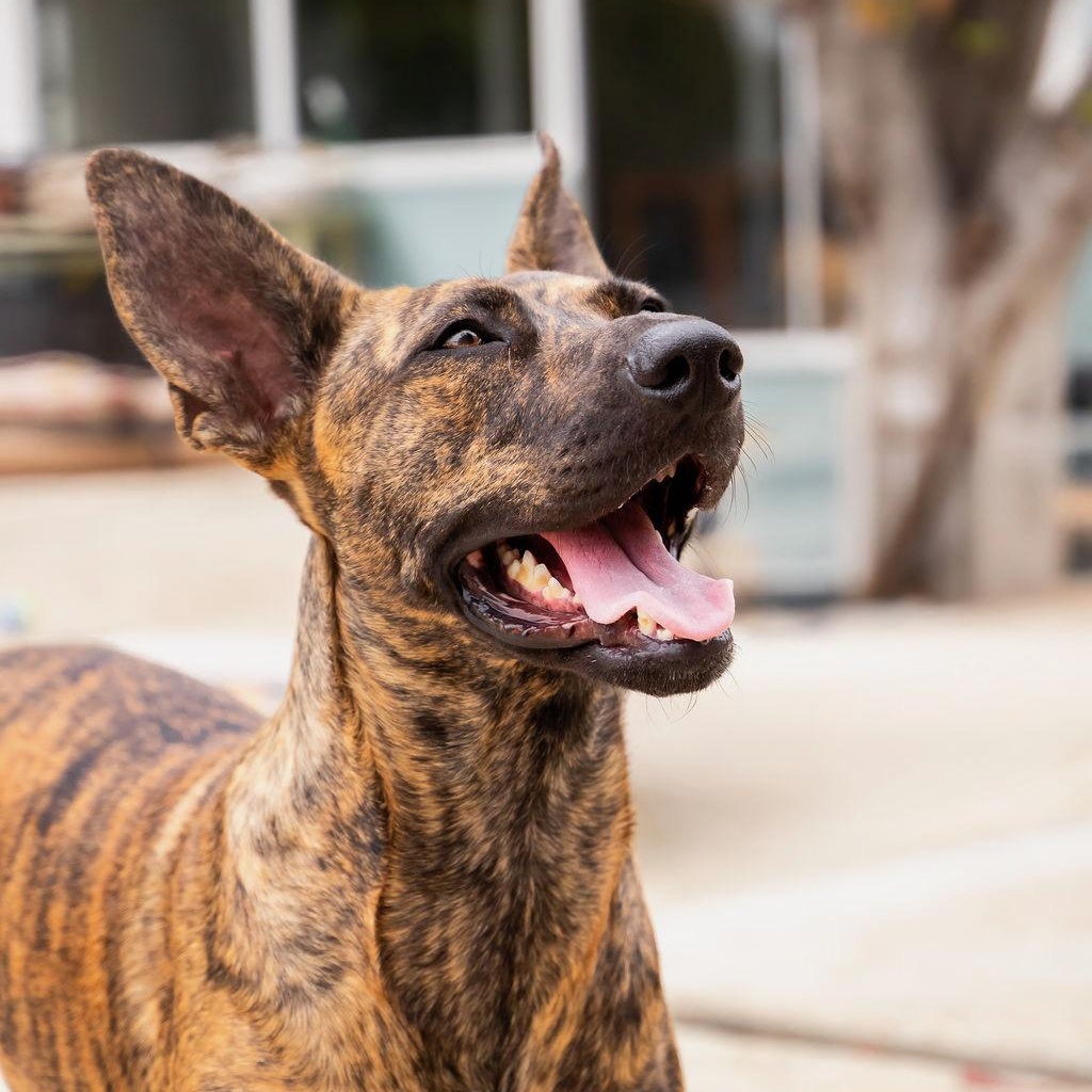 Sahara, Adult Female Greyhound