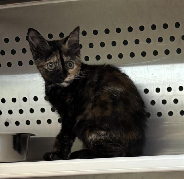 ALICIA, Adoptable, Kitten Female Domestic Short Hair.