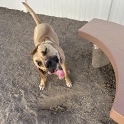 Enlarge Barbie, a Adoptable mixed breed in Albuquerque, NM image 1/6
