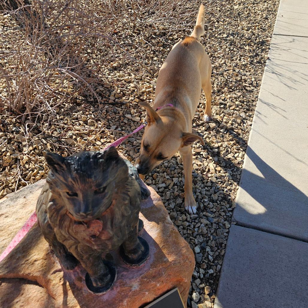 Enlarge Barbie, a Adoptable mixed breed in Albuquerque, NM image 2/6
