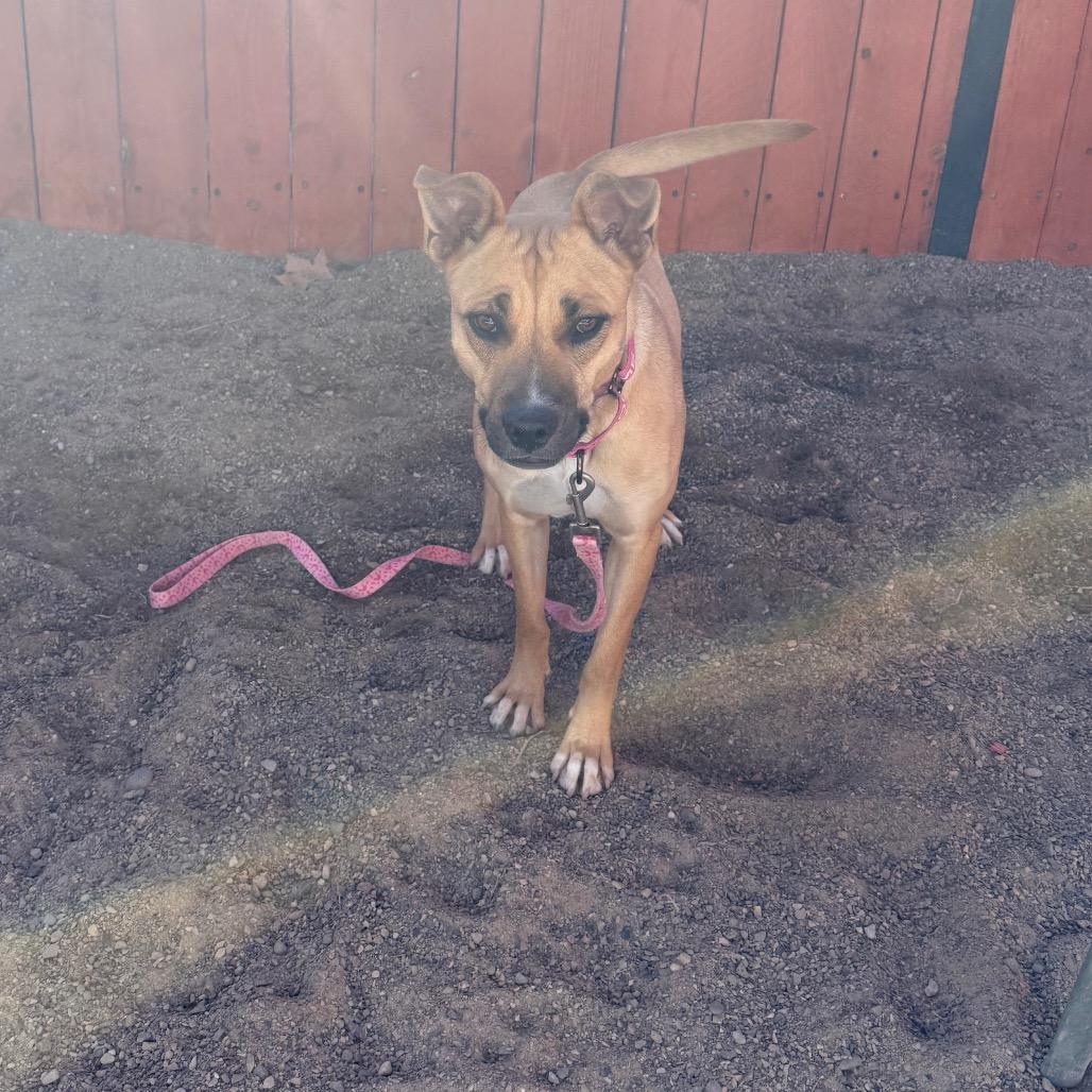 Enlarge Barbie, a Adoptable mixed breed in Albuquerque, NM image 3/6