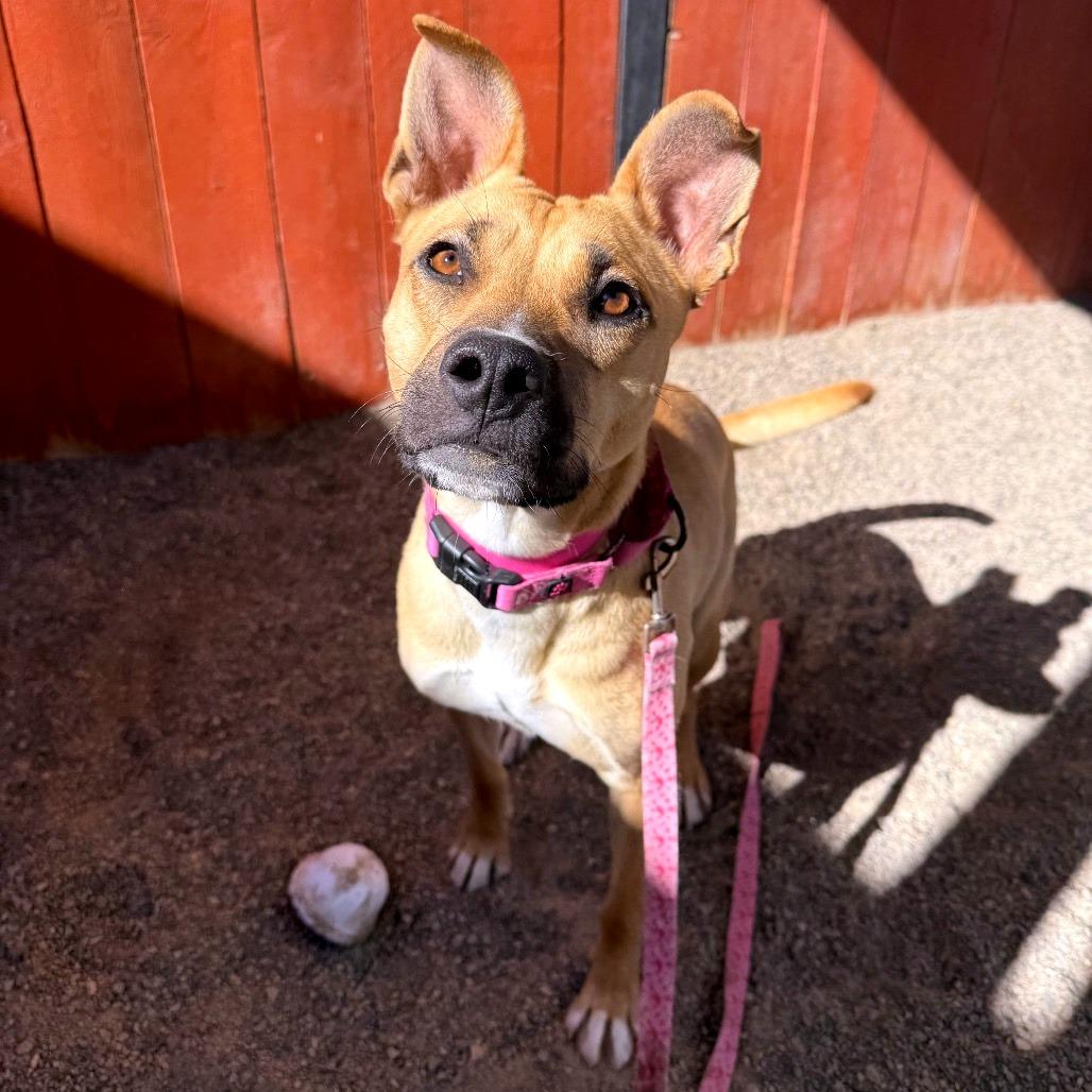 Enlarge Barbie, a Adoptable mixed breed in Albuquerque, NM image 4/6