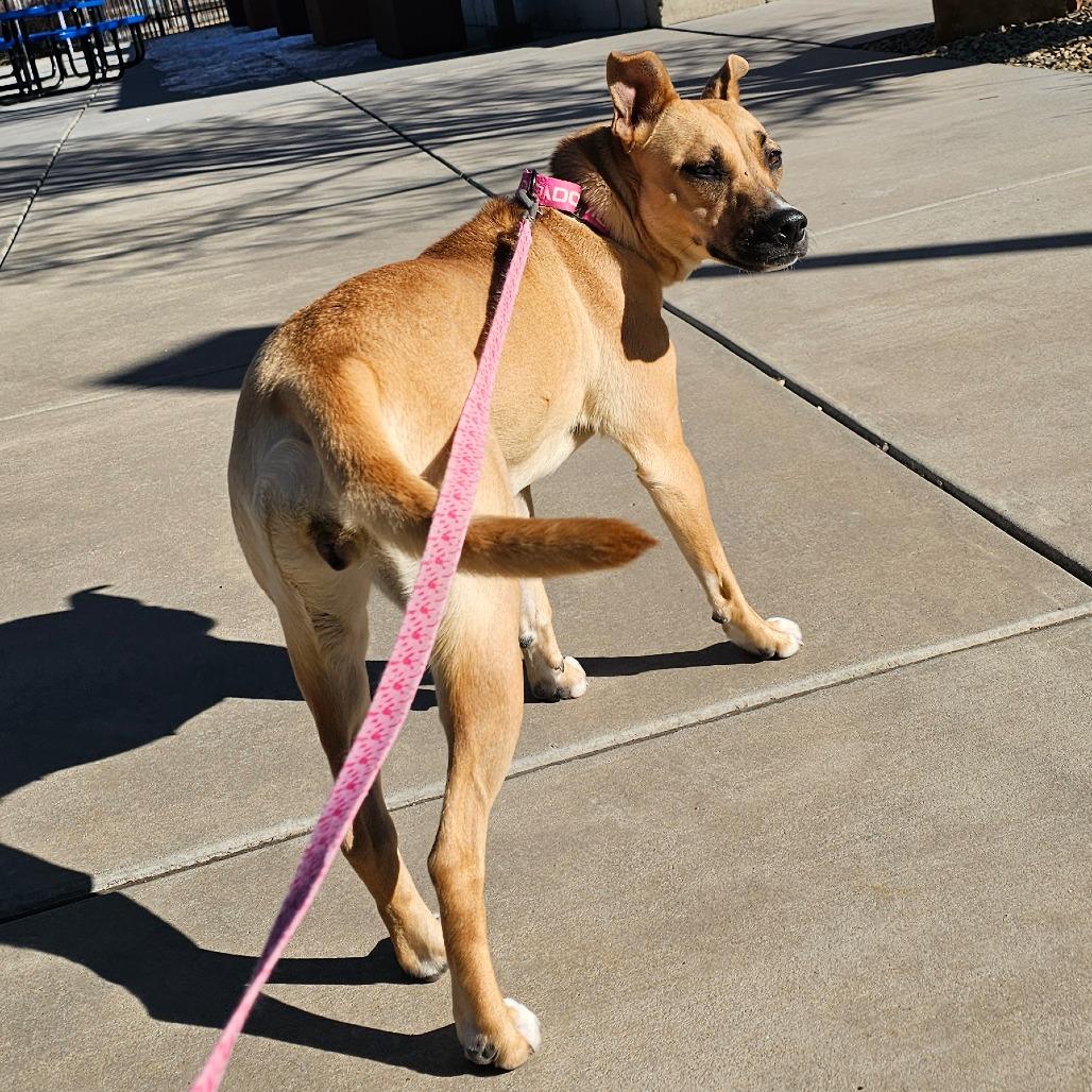 Enlarge Barbie, a Adoptable mixed breed in Albuquerque, NM image 5/6