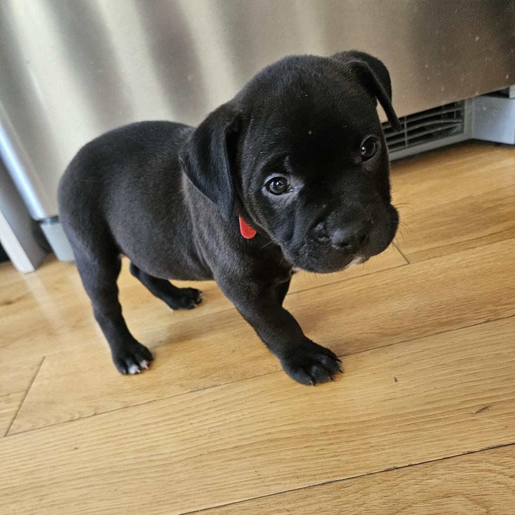 Enlarge Etouffee, a Adoptable Retriever in Brooklyn, NY image 2/6