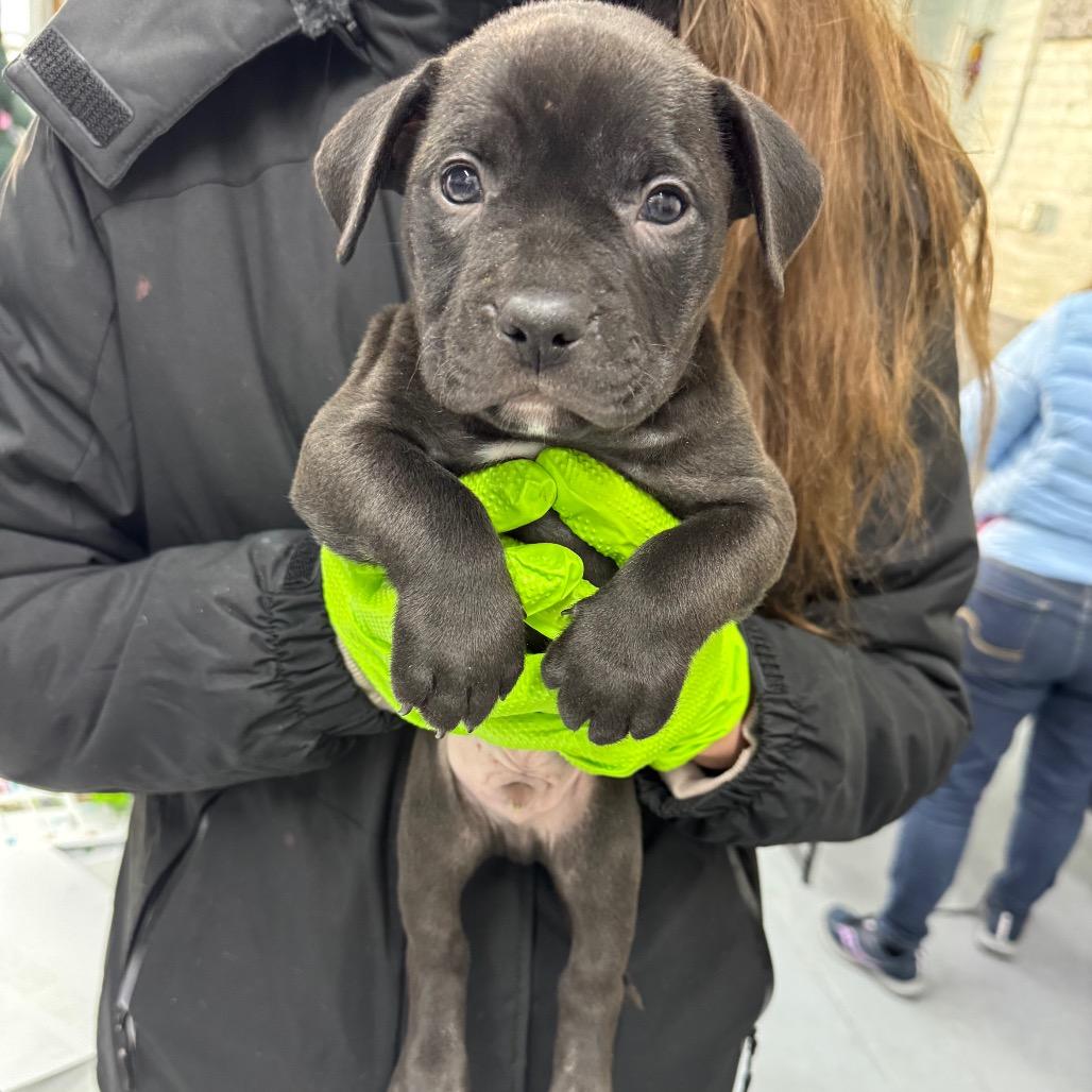 Enlarge Etouffee, a Adoptable Retriever in Brooklyn, NY image 3/6