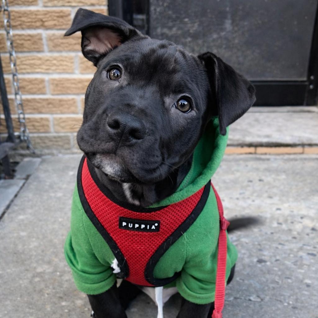 Enlarge Etouffee, a Adoptable Retriever in Brooklyn, NY image 5/6