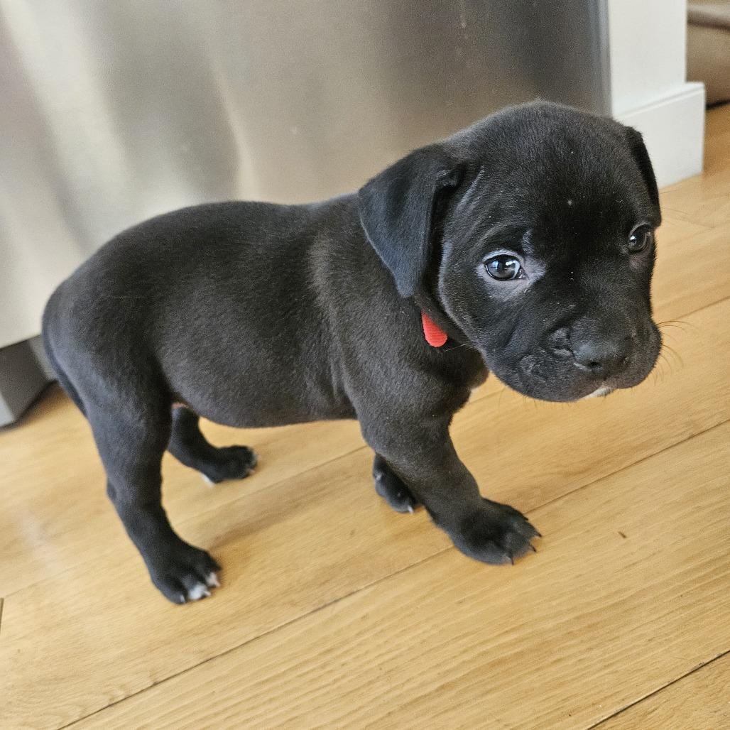 Enlarge Etouffee, a Adoptable Retriever in Brooklyn, NY image 6/6