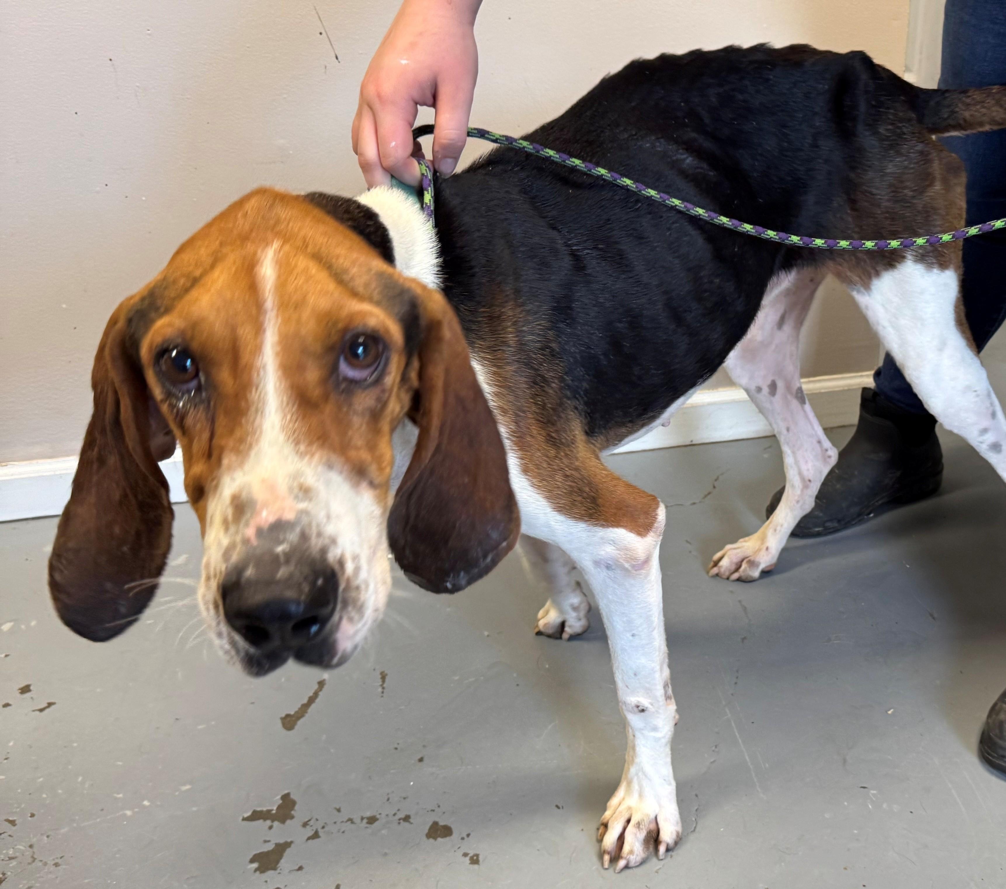 Enlarge Clayton Lee, a Adoptable Treeing Walker Coonhound in Berea, KY image 1/1