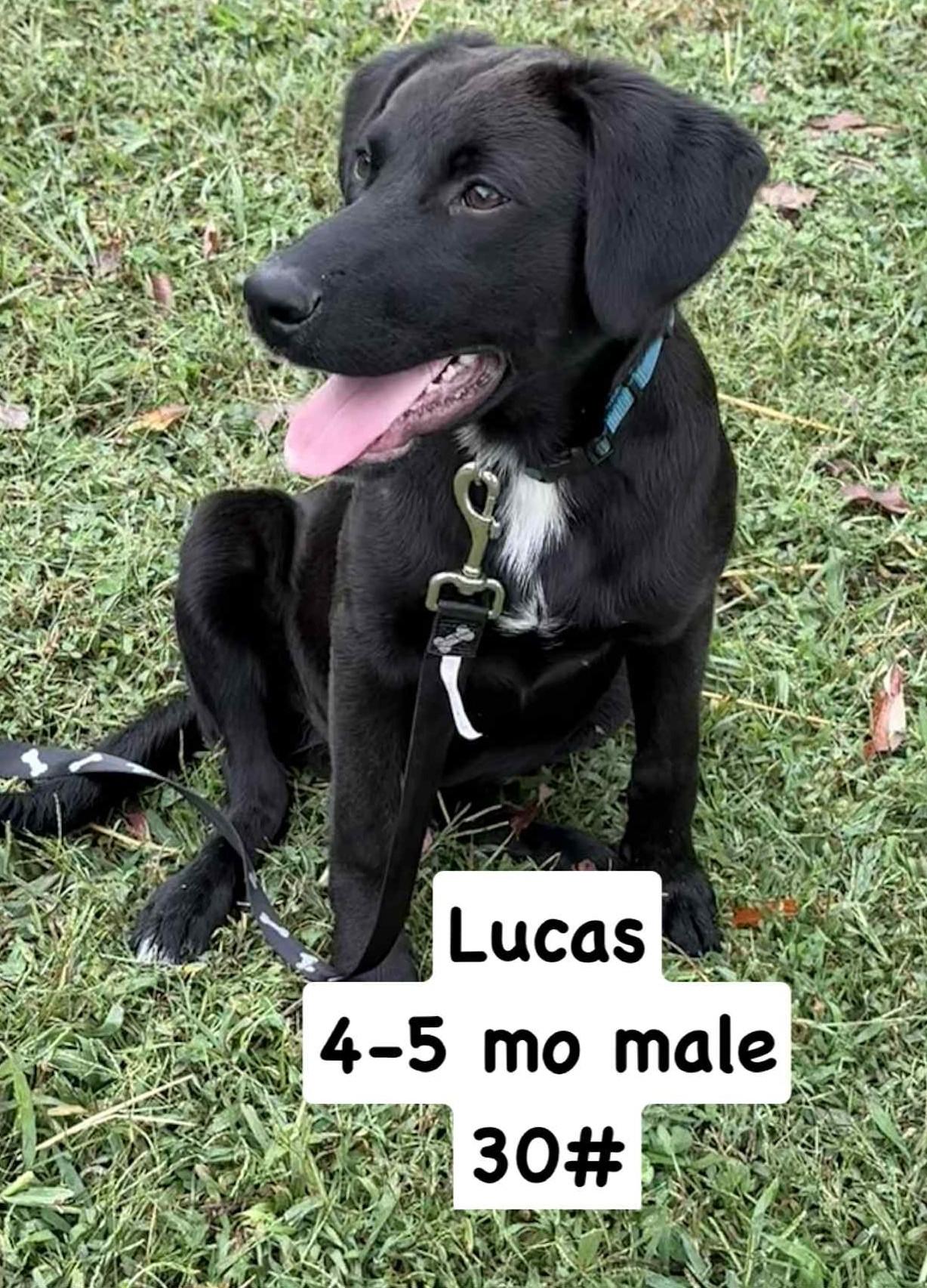 Lucas-Available @Petsmart 10/19! www.lhar.dog to apply!