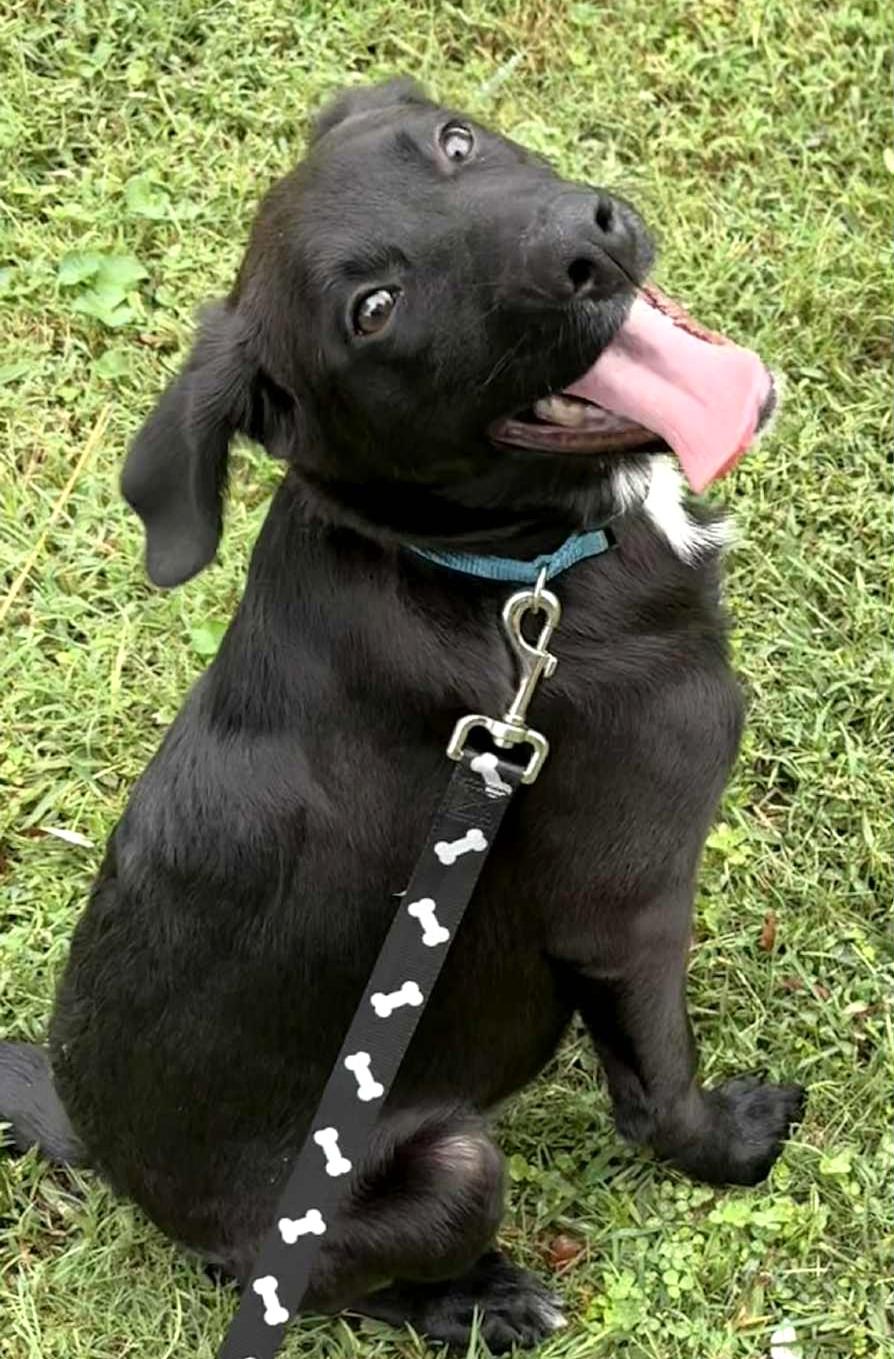 Lucas-Available @Petsmart 10/19! www.lhar.dog to apply!