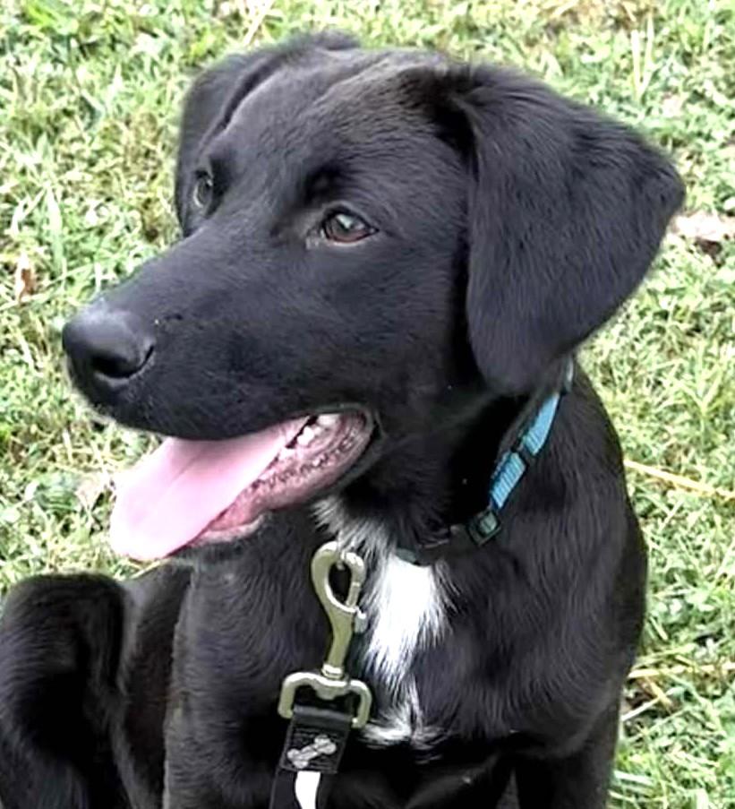 Lucas-Available @Petsmart 10/19! www.lhar.dog to apply!