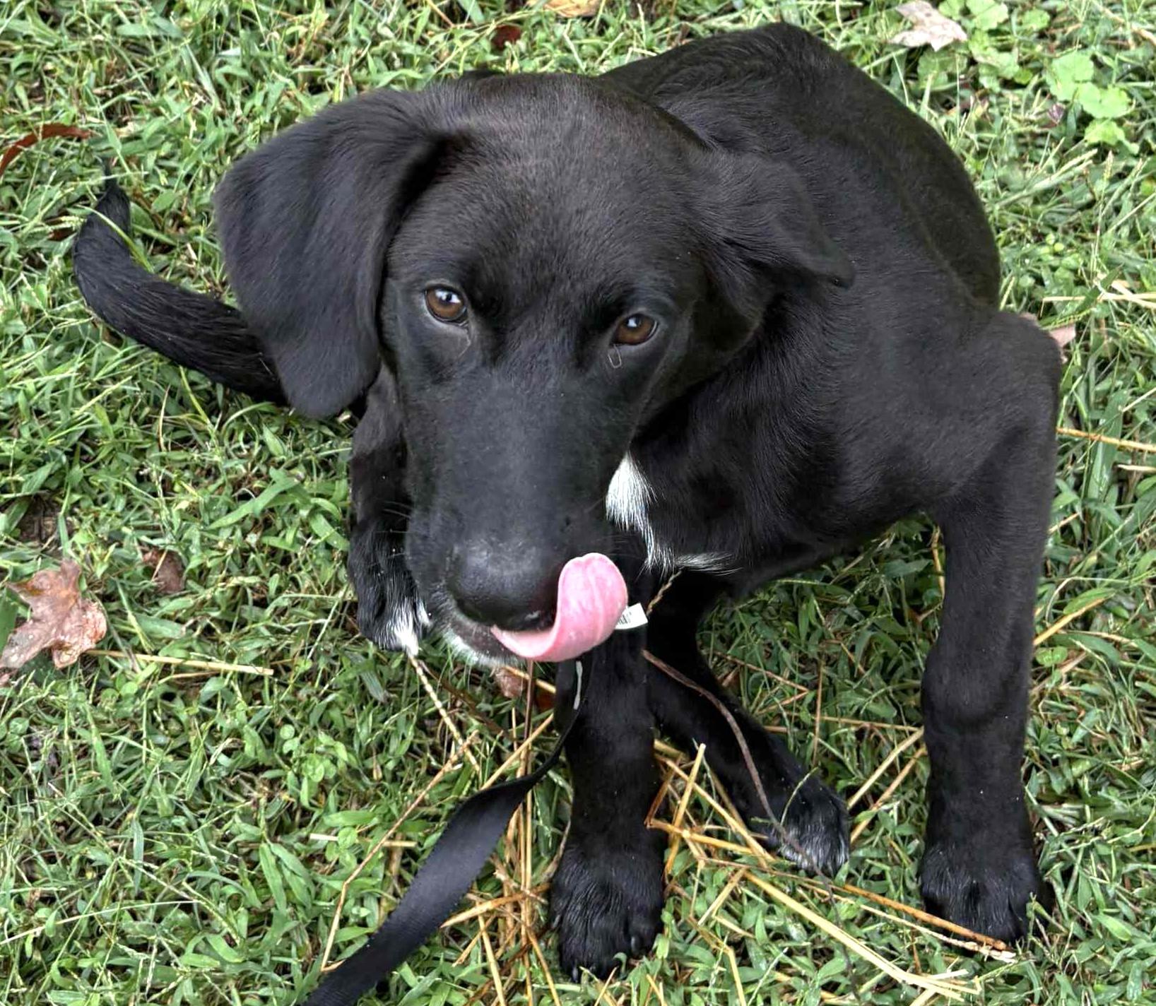 Lucas-Available @Petsmart 10/19! www.lhar.dog to apply!