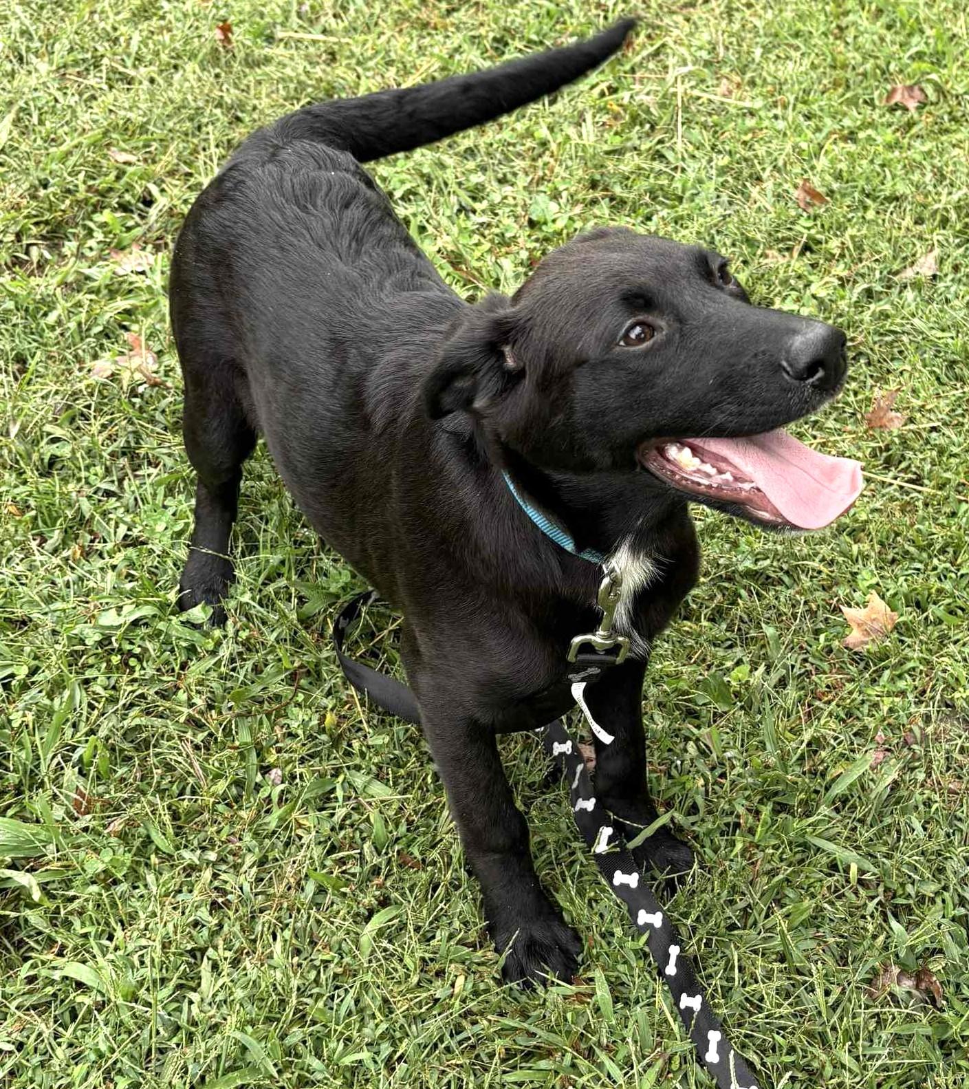 Lucas-Available @Petsmart 10/19! www.lhar.dog to apply!