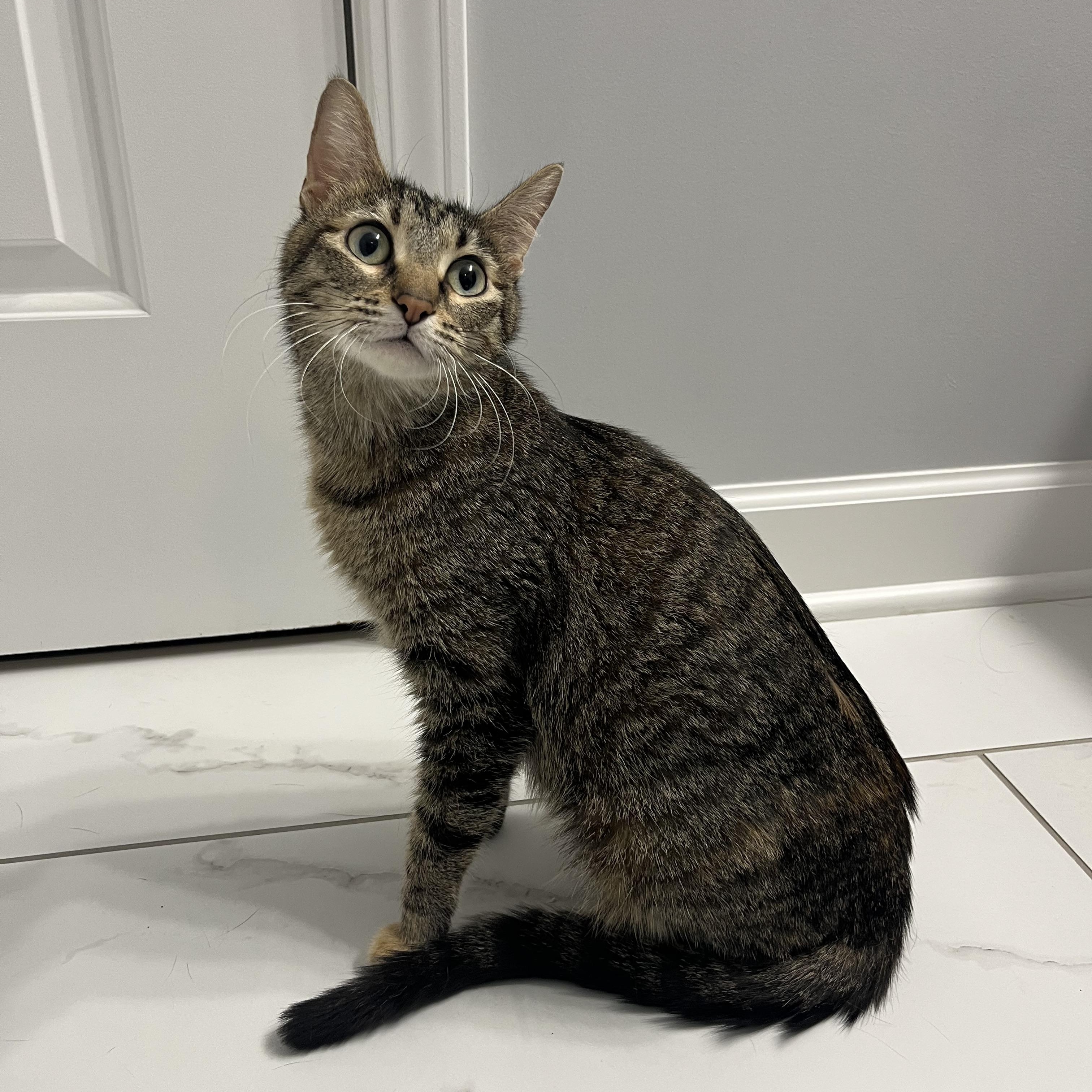 Enlarge Jackie O, a ADOPTABLE Domestic Short Hair in Chicago, IL image 1/4