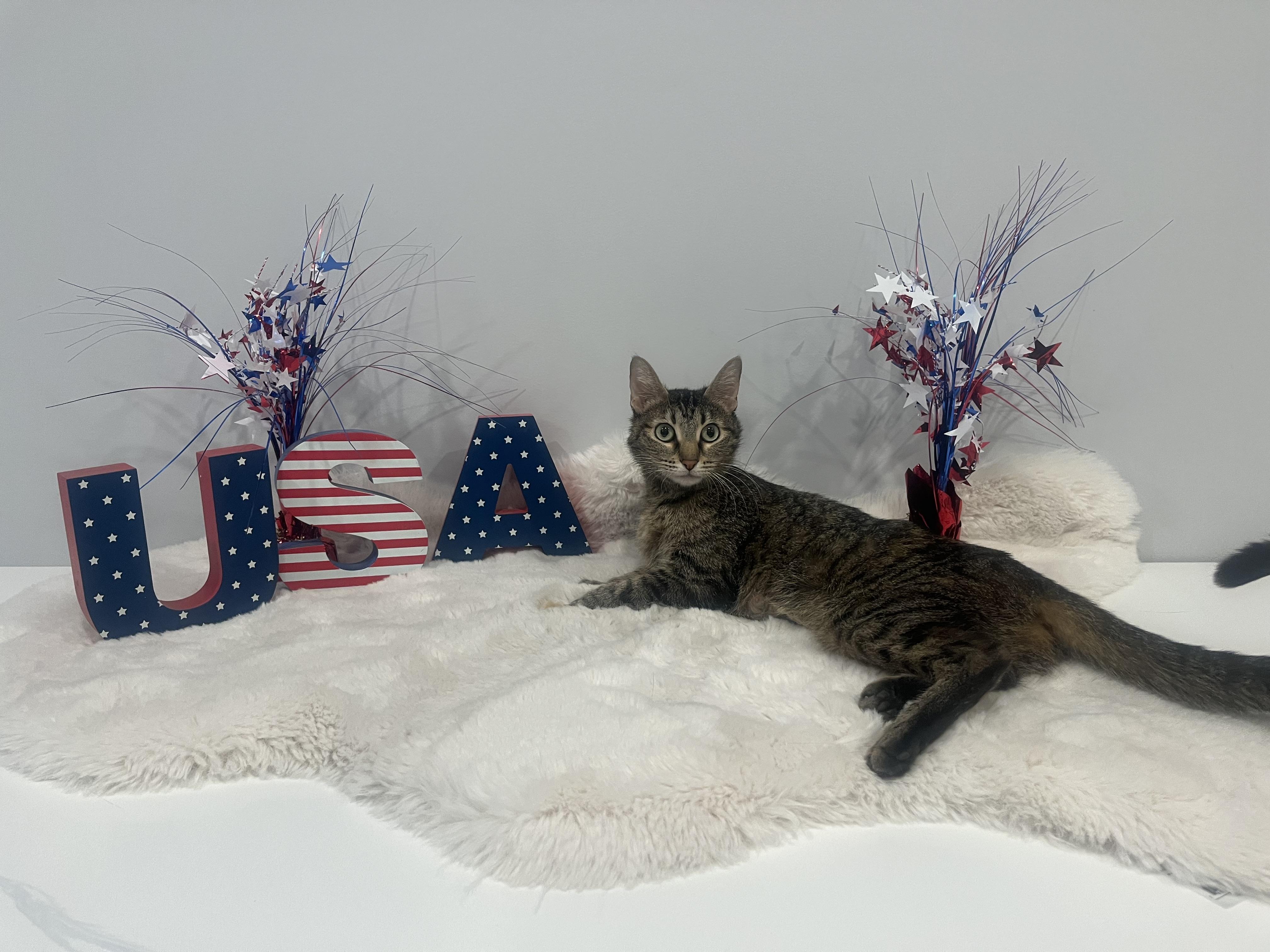 Enlarge Jackie O, a ADOPTABLE Domestic Short Hair in Chicago, IL image 2/4
