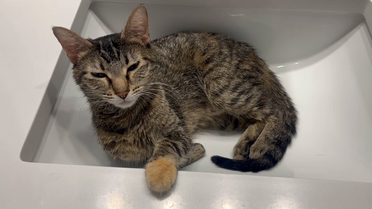 Enlarge Jackie O, a ADOPTABLE Domestic Short Hair in Chicago, IL video 3/4