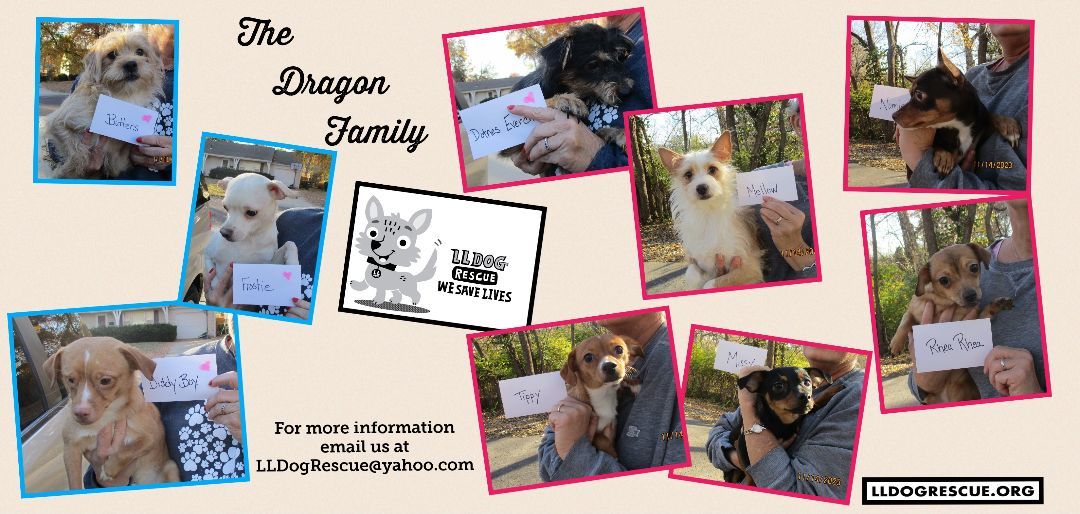 Dot Dragon, Adopted, Young Female Terrier.