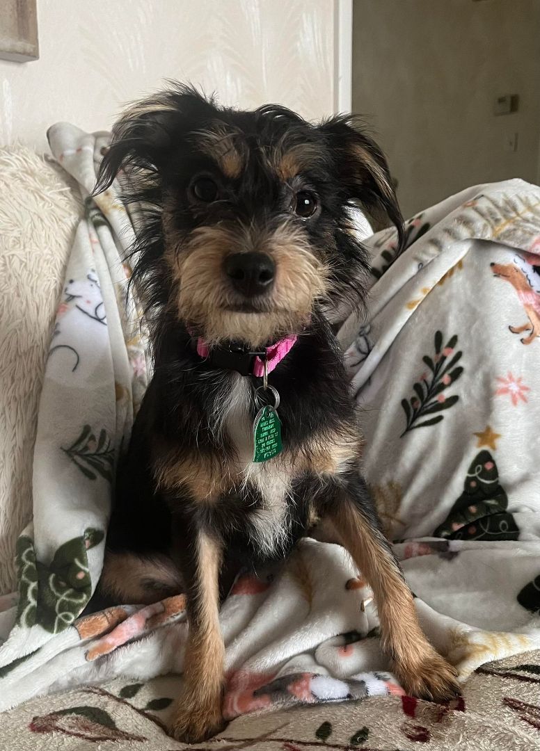 Enlarge Dot Dragon, a Adopted mixed breed in Shawnee Mission, KS image 2/4