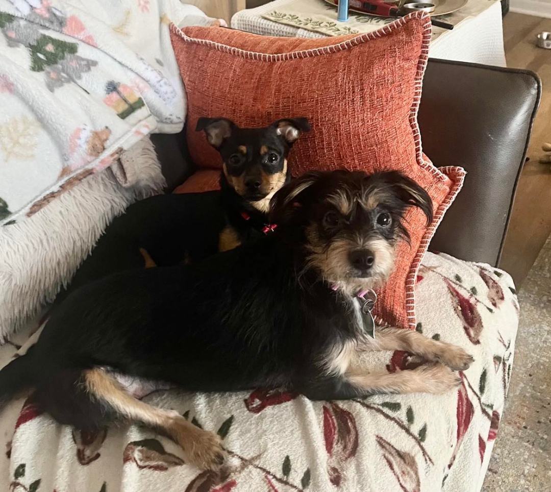 Enlarge Dot Dragon, a Adopted mixed breed in Shawnee Mission, KS image 3/4