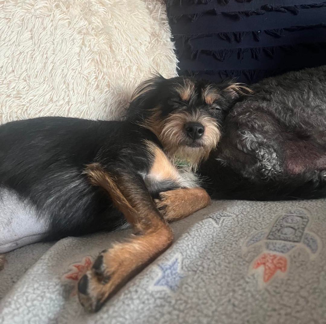 Enlarge Dot Dragon, a Adopted mixed breed in Shawnee Mission, KS image 4/4