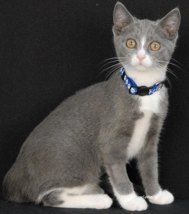 Juicy Juice, Adoptable, Kitten Female Domestic Short Hair.