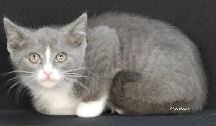 Juicy Juice, Adoptable, Kitten Female Domestic Short Hair.