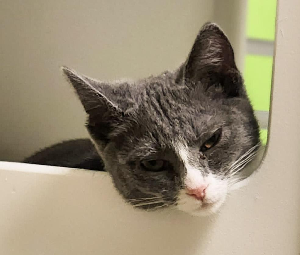 Enlarge Juicy Juice, a Adoptable Domestic Short Hair in Newland, NC image 3/3