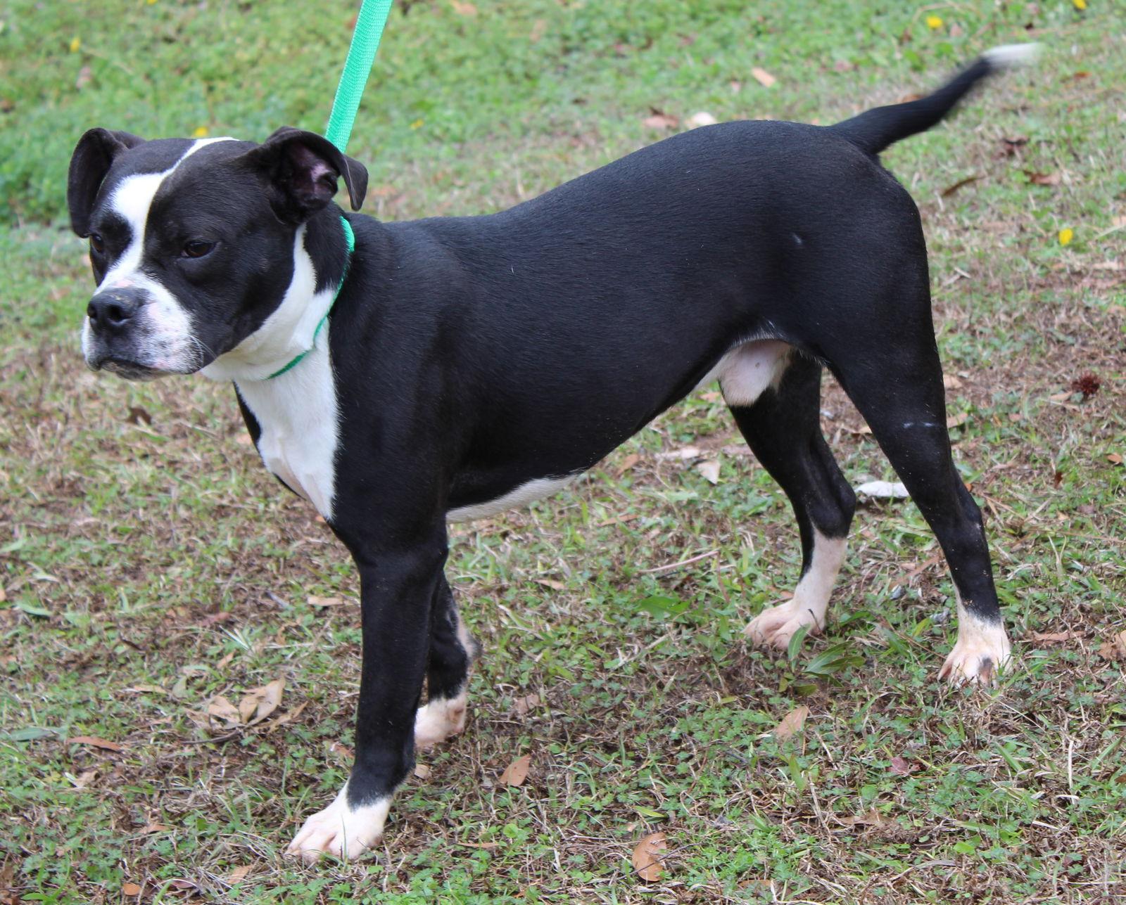Taco 43015, Adoptable, Young Male Boston Terrier & Pit Bull Terrier.