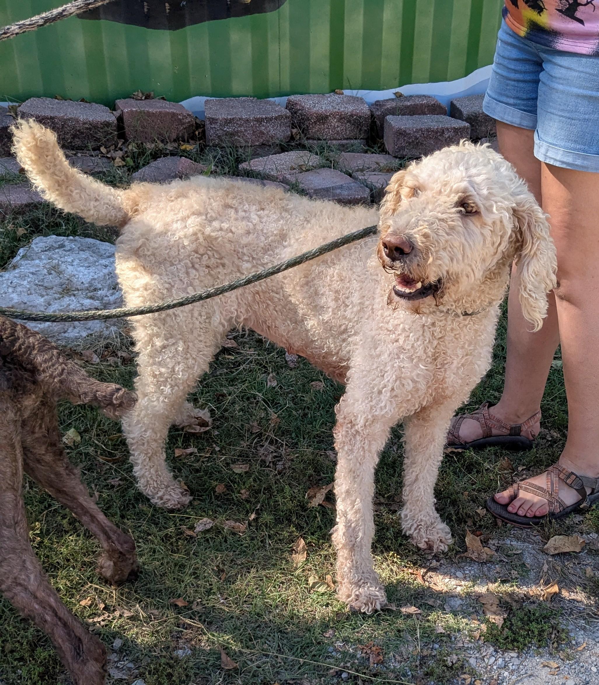 Enlarge Thing 2, a Adopted mixed breed in Bella Vista, AR image 1/1