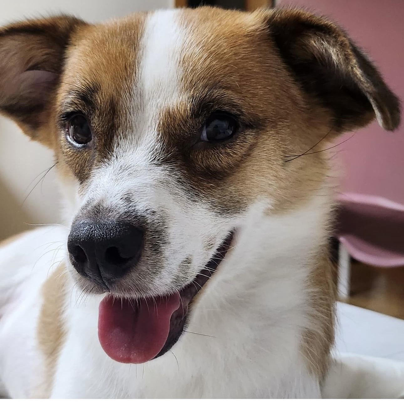 Dog for adoption Diego, a Jack Russell Terrier & Japanese Spitz Mix in Philadelphia , PA