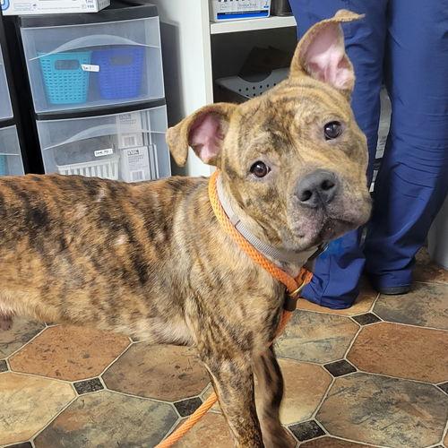 Matzo 21699, Adoptable, Senior Male Boxer & American Staffordshire Terrier.