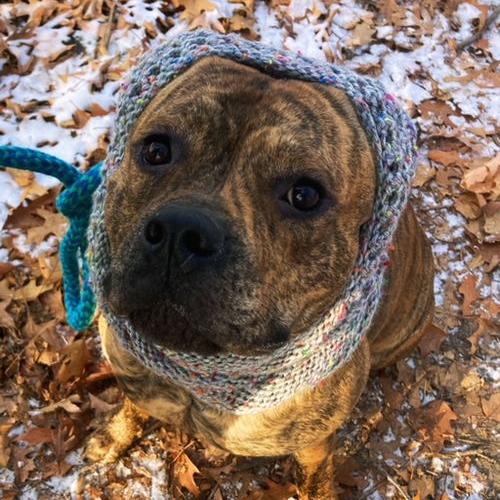 Matzo 21699, a Adoptable mixed breed in Minneapolis, MN image 2/3