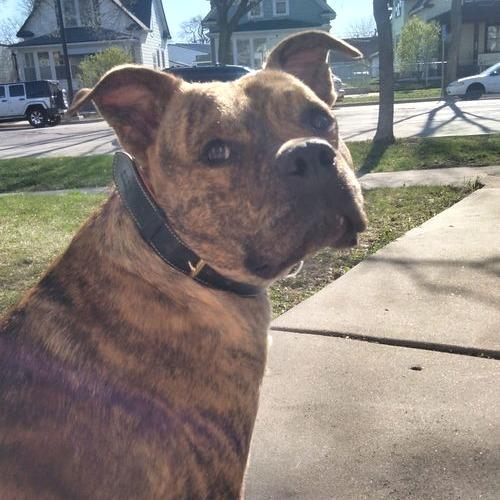 Matzo 21699, a Adoptable mixed breed in Minneapolis, MN image 3/3