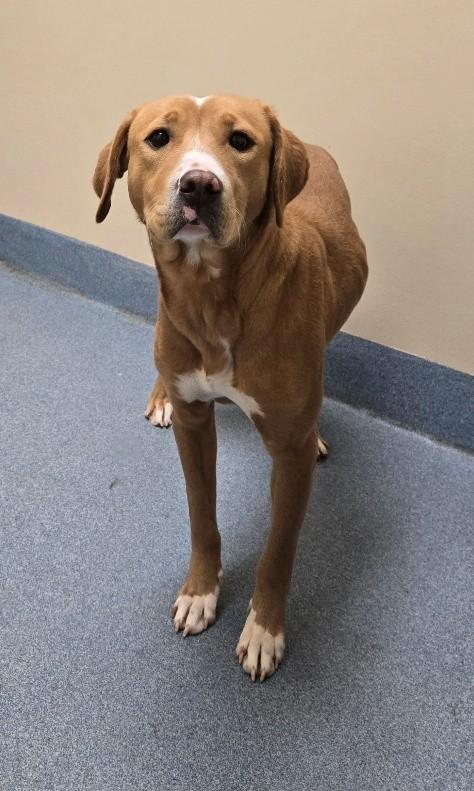 Aurora, ADOPTABLE, Young Female Pit Bull Terrier.