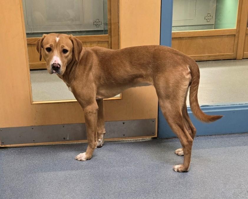 Enlarge Aurora, a ADOPTABLE mixed breed in Suffolk, VA image 6/6