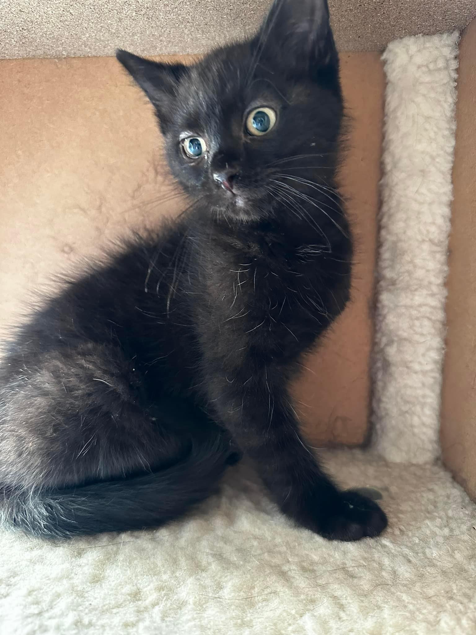 Cat for adoption Roll, a Domestic Short Hair Mix in Gladstone, MO