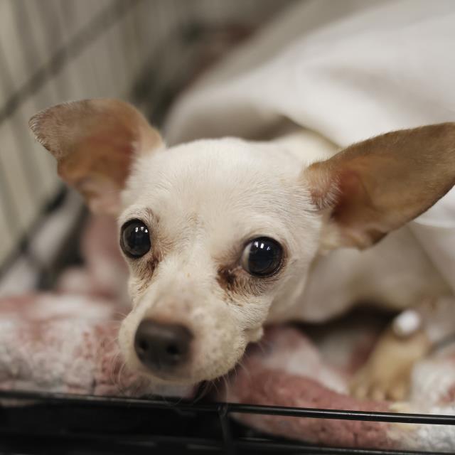 CANDY, Adoptable, Adult Female Chihuahua.