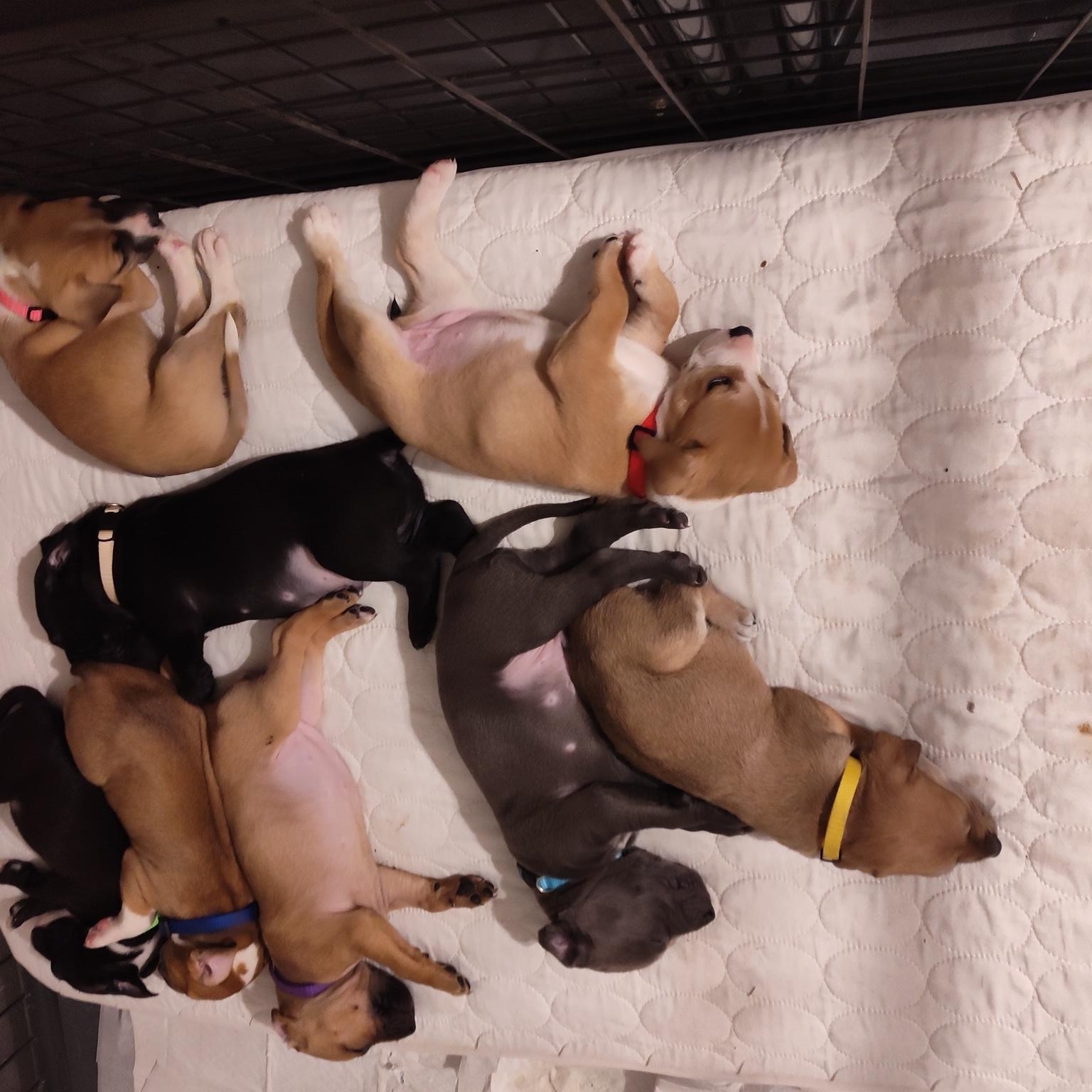 The Thanksgiving Litter - Acorn Cider Hunter Smokey Pilgrim Cinnamon Cider 3