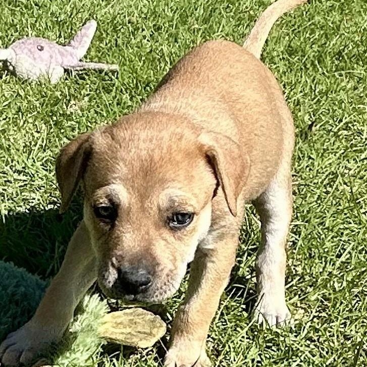 The Thanksgiving Litter - Acorn Cider Hunter Smokey Pilgrim Cinnamon Cider 6