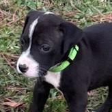 The Thanksgiving Litter - Acorn Cider Hunter Smokey Pilgrim Cinnamon Cider 2