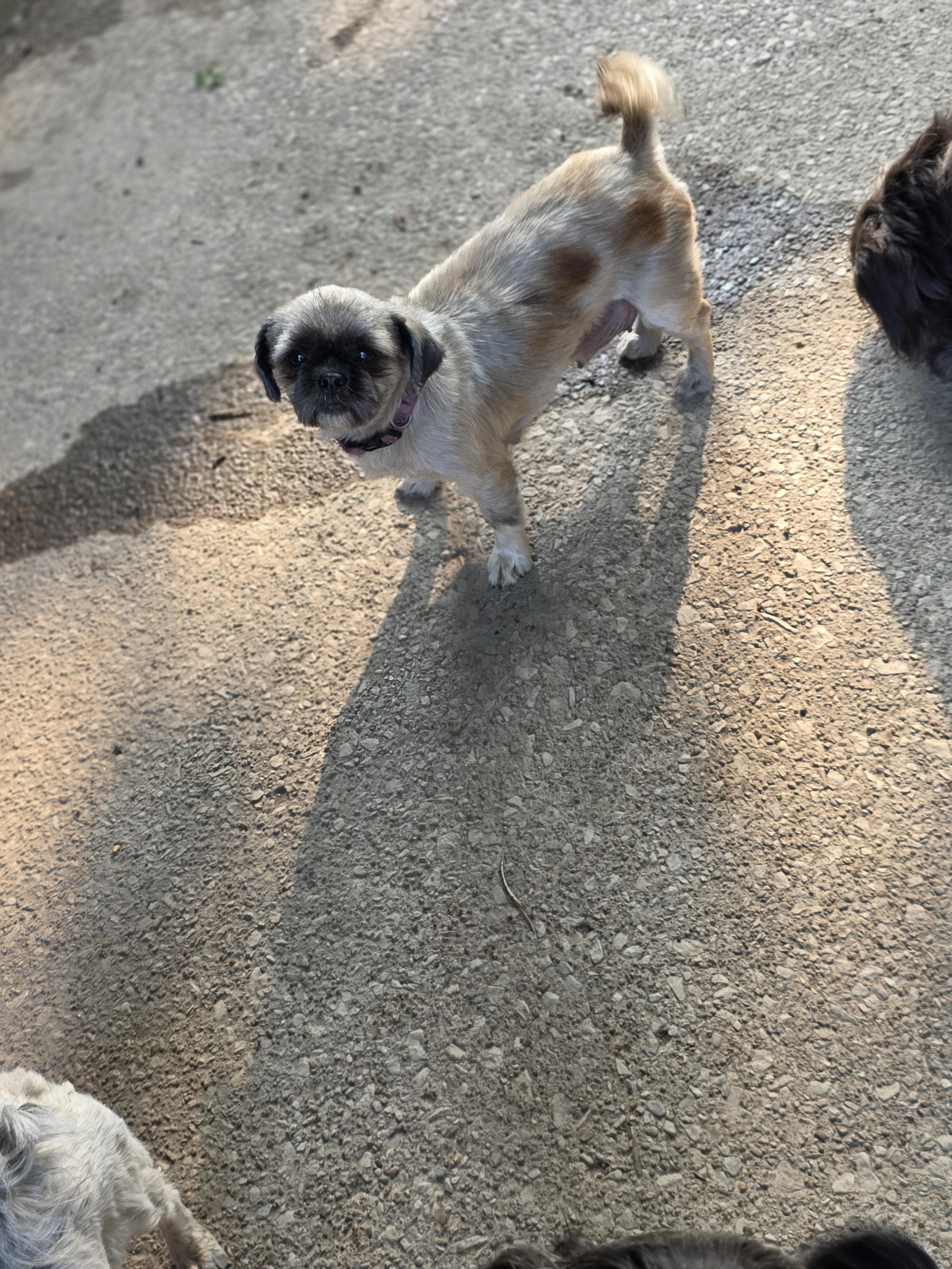 Enlarge Tweety bird, a Adoptable Shih Tzu in Cleveland , OH image 1/1