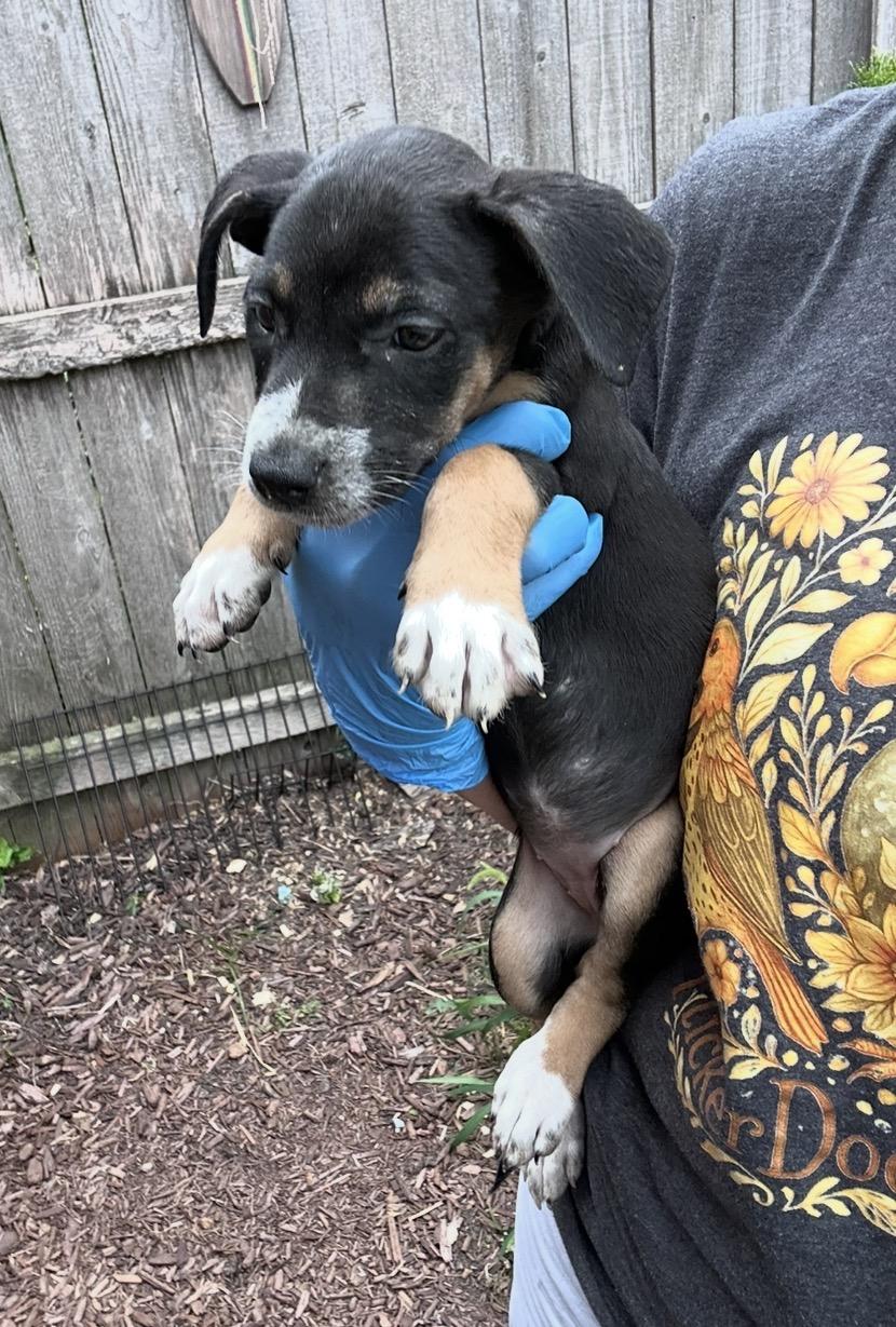 Enlarge Mizuno, a Adoptable mixed breed in Arlington Heights, IL image 4/5