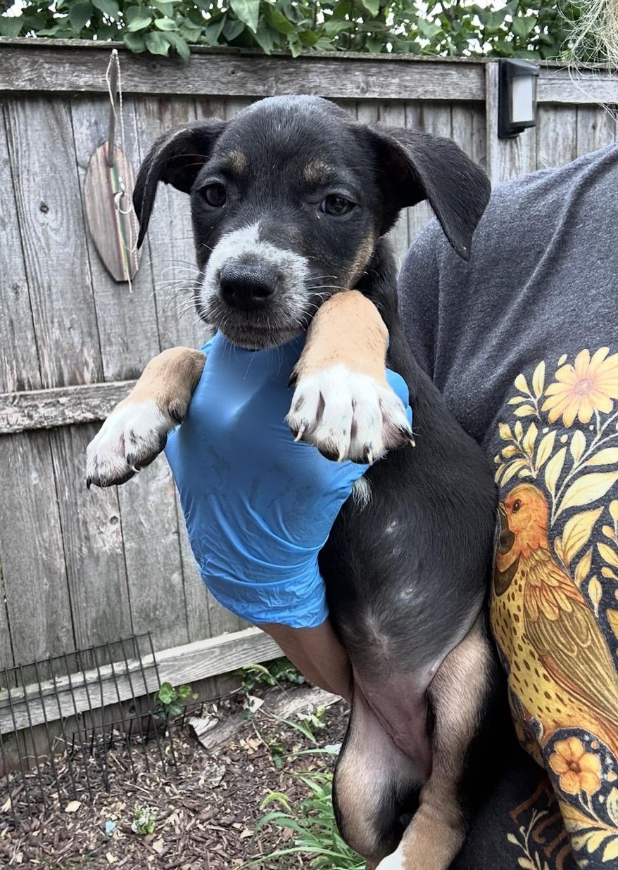 Enlarge Mizuno, a Adoptable mixed breed in Arlington Heights, IL image 2/5